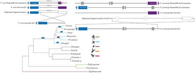 Frontiers On The Evolution And Function Of Plasmodium Vivax